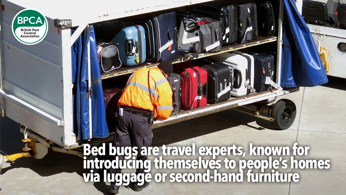 travel experts bed bugs travel experts bed bugs